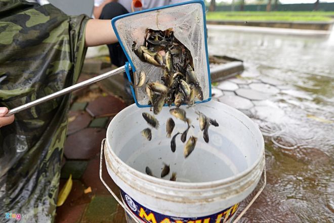 Chỉ trong thời gian ngắn, một số người đã bắt được rất nhiều cá rô đồng.