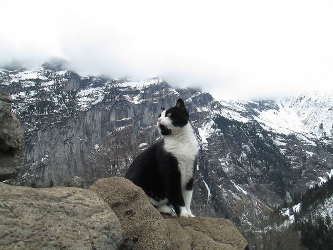 chu-meo-bi-an-cuu-thoat-mot-du-khach-bi-lac-tren-day-alps-18-091500