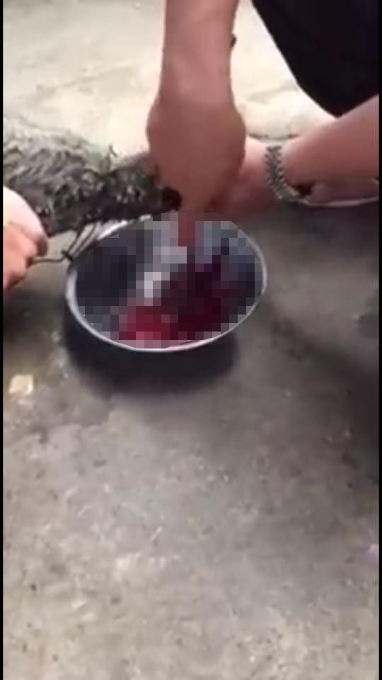 14233241_1077382868983948_3236928328963342469_n