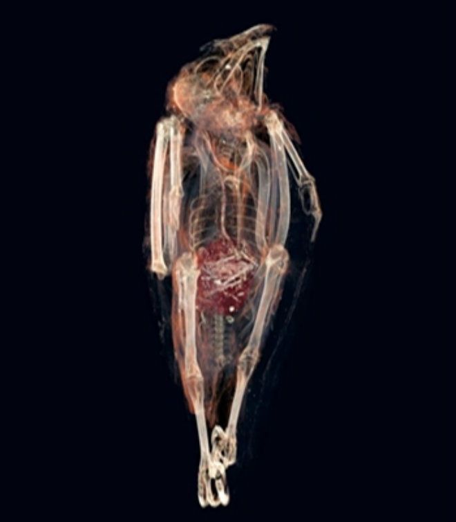 Hình ảnh chụp cắt lớp bên trong xác ướp con chim cắt cổ đại. Ảnh: South African Mummy Project Team 