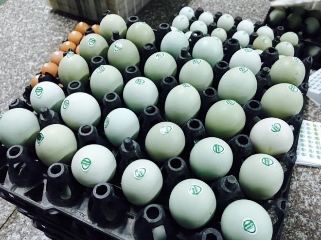 giat-minh-trung-ga-xanh-sieu-la-moi-ngay-ban-10000-qua-30-072010