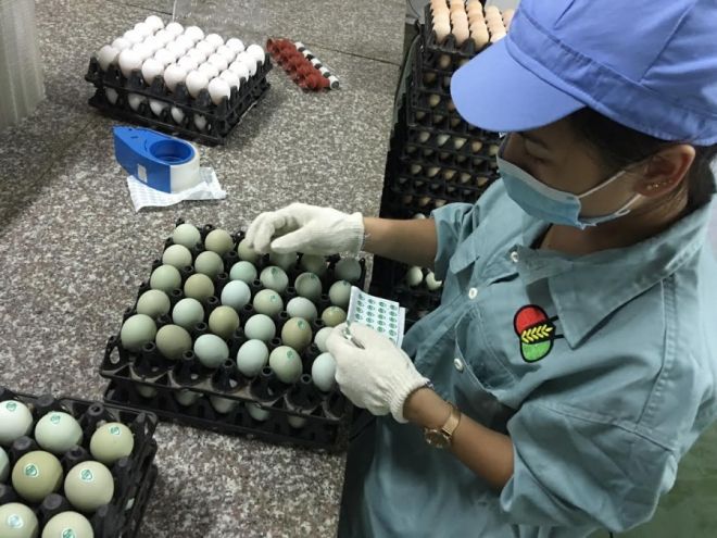 giat-minh-trung-ga-xanh-sieu-la-moi-ngay-ban-10000-qua-30-072012