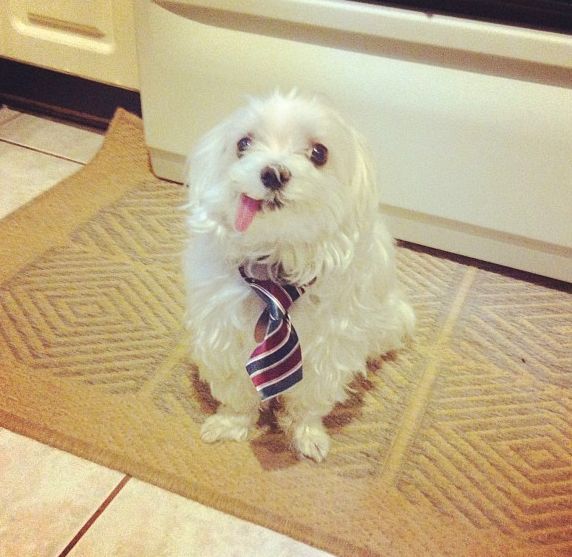 Chúng luôn hào hứng và vui mừng trước những món quà nho nhỏ của bạn.