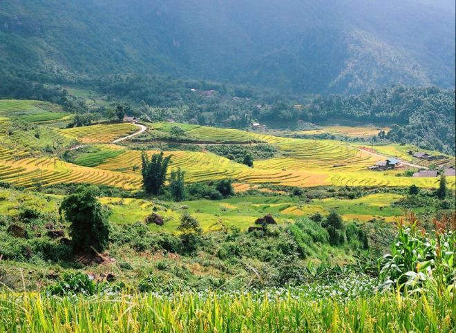 Tháng 9-10 là thời điểm giới trẻ ưa xê dịch và các nhiếp ảnh gia tràn về Y Tý để “săn” ảnh mùa lúa chín. Ruộng bậc thang ở Y Tý và một số xã lân cận như A Mú Sung, A Lù, Ngải Thầu… bám theo những triền núi chênh vênh, kéo thoải xuống tận thung lũng như một biển vàng ngút ngát.