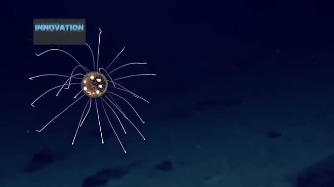 Không ngờ ở độ sâu 3000 mét, vẫn có những loài sinh vật tuyệt đẹp như vậy! Ảnh 2