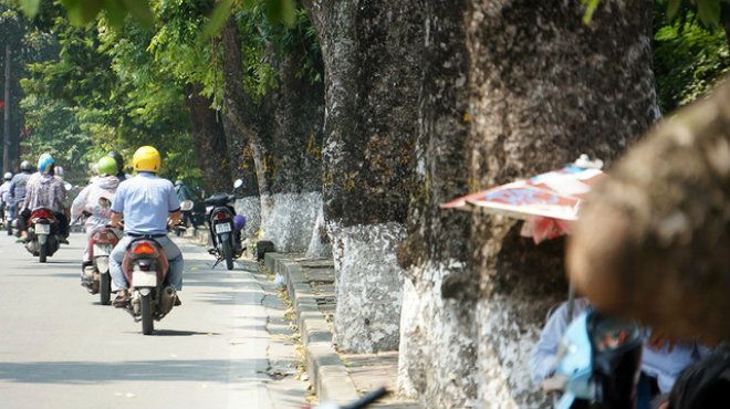 Ông Lê Huy Hoàng - Phó Trưởng ban quản lý ĐSĐT Hà Nội cho biết, trong toàn bộ dự án thi công tuyến đường sắt số 3, đoạn Nhổn - ga Hà Nội, trên 500 cây xanh phải di chuyển, cắt sửa. Riêng từ đoạn đền Voi Phục đến đường Trần Hưng Đạo, phải di dời số lượng tới hơn 440 cây. 