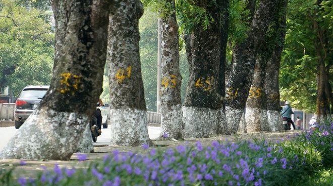 Mỗi thân cây được đánh số mới để tiện cho việc phân loại và quản lý sau khi được di dời khỏi nơi này.