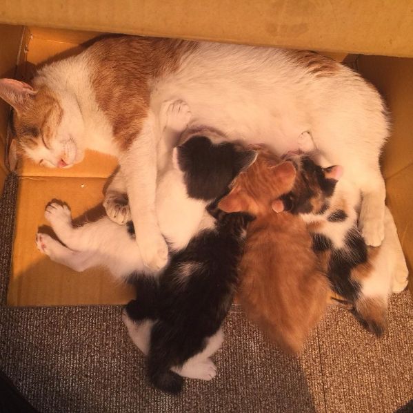 Molang vượt qua nỗi đau mất con và tiếp tục sinh hạ 4 bé mèo dễ thương.