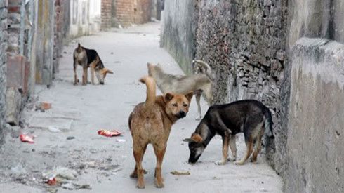 Một hình ảnh thường thấy tại Việt Nam