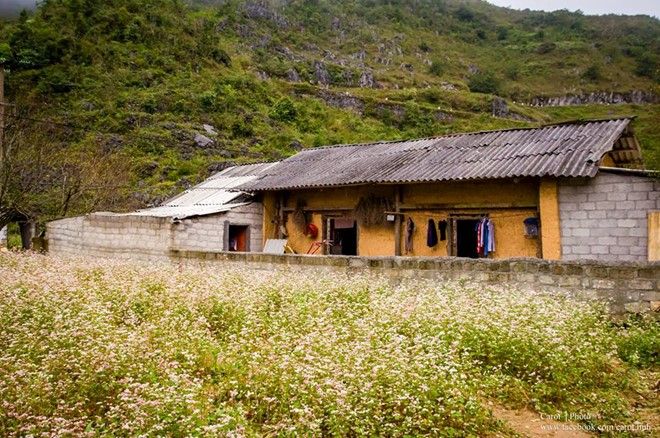 Đến Hà Giang và những ngày tháng 10, bạn còn được ngắm nhìn cung đường đèo Mã Pí Lèng uốn lượn, dòng Nho Quế hiền hòa, những thửa ruộng bậc thang vàng rực trong nắng, những mái nhà ẩn hiện trong mây... Ảnh: Tính Huỳnh. 