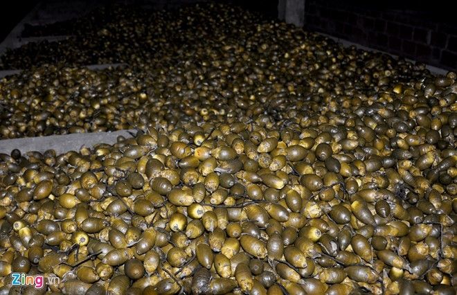 Người lao động phân loại cau sau khi được sấy khô, đóng gói để đưa đi xuất khẩu sang Trung Quốc. Theo ông Đạo, 1.100 ha có thể đạt sản lượng 20 tấn cau trái. Nếu thu hoạch hợp lý, đúng độ tuổi, với giá 18.000 đồng mỗi ký cau trái như hiện nay thì người dân địa phương có thể thu về hàng chục tỷ đồng từ loại cây này.