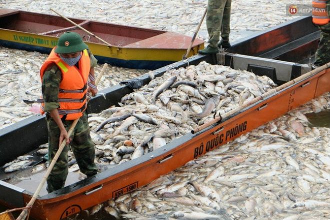 Từ tối 2/10 tới chiều tối 3/10, lực lượng chức năng bao gồm quân đội, công an đã tích cực thu gom được 60 tấn cá chết tại hồ Tây.