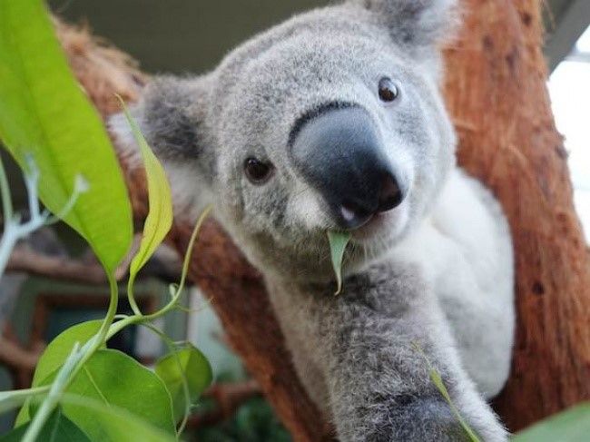 Chú gấu Koala tại Australia tinh nghịch trước ống kính.