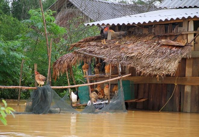 Chuồng ướt, nhiều gia cầm đứng ngoài trời trên những nhánh sào tre, chờ chủ nhà đưa đi nơi khác trú ẩn. Thống kê đến chiều 15/10, huyện Hương Khê có 400 con gia súc, 40.000 con gia cầm bị cuốn trôi.