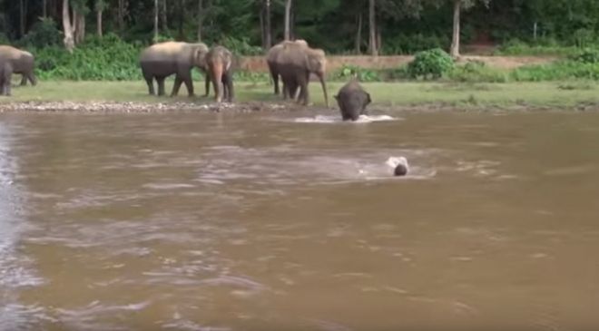 Voi Kham Lha lao ra khi thấy Darrick "đuối nước" - Ảnh chụp từ clip