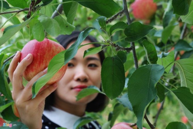 Đây sẽ là nơi để bạn có những tấm hình tuyệt đẹp, hay hái những trái táo căng mọng mua về làm quà cho người thân. 
