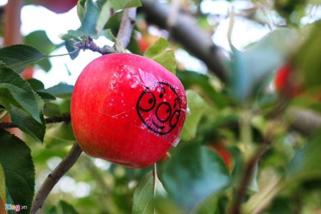 Đây là những trái táo đã được các du khách trước "đặt hàng". Nhà vườn có nhiệm vụ báo hay hái gửi cho khách khi các trái này đến thời điểm thu hoạch. 