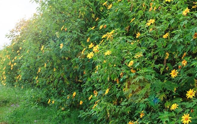 Dậy trễ sẽ làm cuộc dạo chơi của bạn dễ bị ngắt quãng vì những cơn mưa. Thời điểm 8-9h sáng là "giờ hoàng đạo" để rời khỏi phòng.