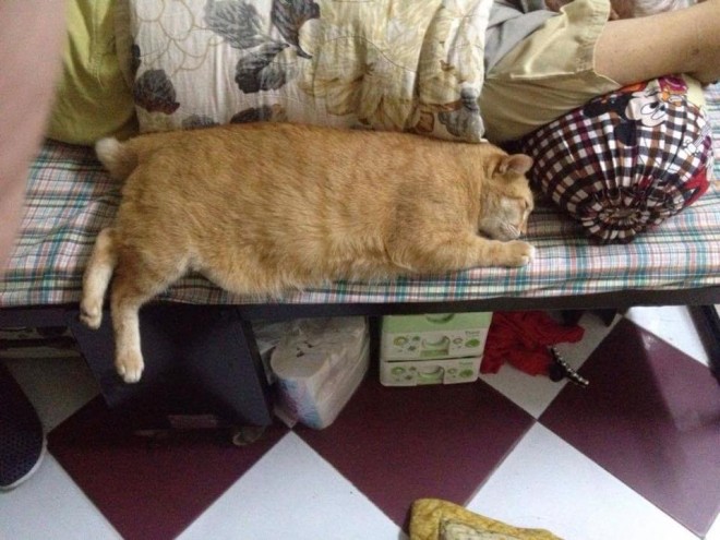 Luôn được ông nội hết sức cưng chiều.