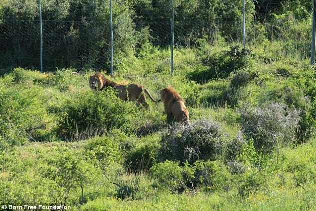 2cf80eae00000578-0-image-a-17_1443711448454