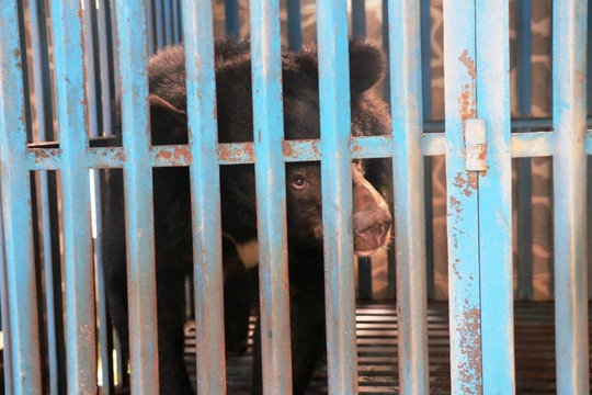 hy-huu-chuyen-4-chu-gau-muon-tu-tu-tai-gia-lai-29-101744