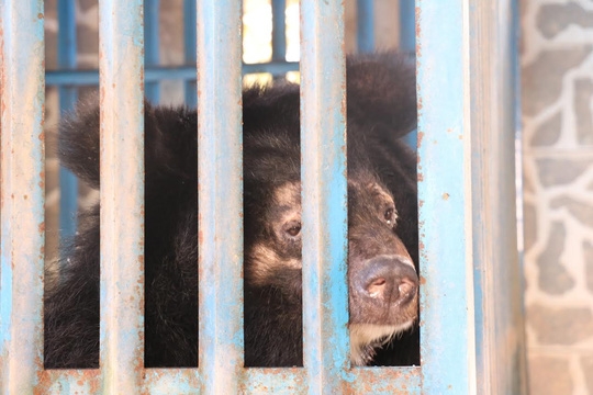 hy-huu-chuyen-4-chu-gau-muon-tu-tu-tai-gia-lai-29-101746