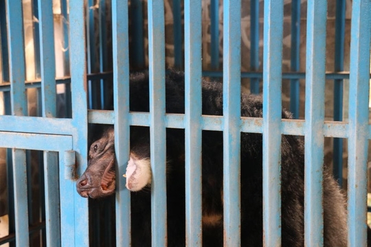 hy-huu-chuyen-4-chu-gau-muon-tu-tu-tai-gia-lai-29-101749