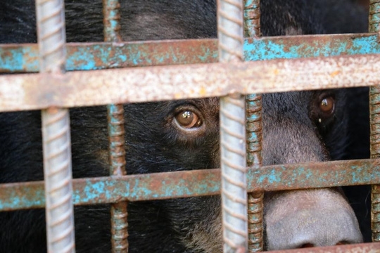 hy-huu-chuyen-4-chu-gau-muon-tu-tu-tai-gia-lai-29-101751