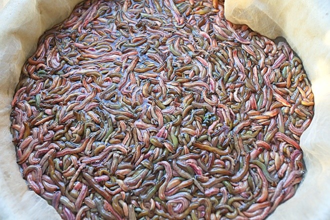 Loài này chỉ sống trong môi trường sạch, không hóa chất nên người dân rất yên tâm khi chế biến thức ăn. Từ những con rươi, đầu bếp có thể chế biến nhiều món ăn như: chả trứng, kho, om măng, xào củ niễng ...