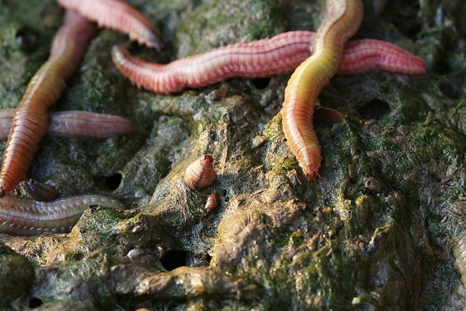 Rươi là loài nhuyễn thể, thân dài khoảng 7cm, nhiều đốt, hai bên có nhiều lông tơ để bơi, màu sắc đỏ, xanh, xám... Chúng sống ở đất pha cát vùng nước lợ, giáp cửa biển các tỉnh: Thái Bình, Hải Dương, Thanh Hóa, Nghệ An, Hải Phòng... 