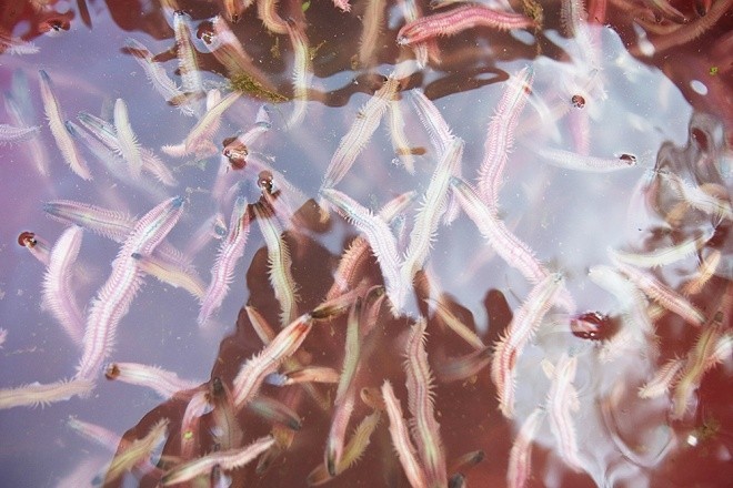 Người dân vùng đồng bằng sông Hồng thường truyền miệng kinh nghiệm "Đôi mươi tháng chín, mùng năm tháng mười" để nhắc thời điểm chính vụ thu hoạch rươi. Rươi thu hoạch vào ngày này sẽ béo ngậy, nhiều chất và năng suất nhất.