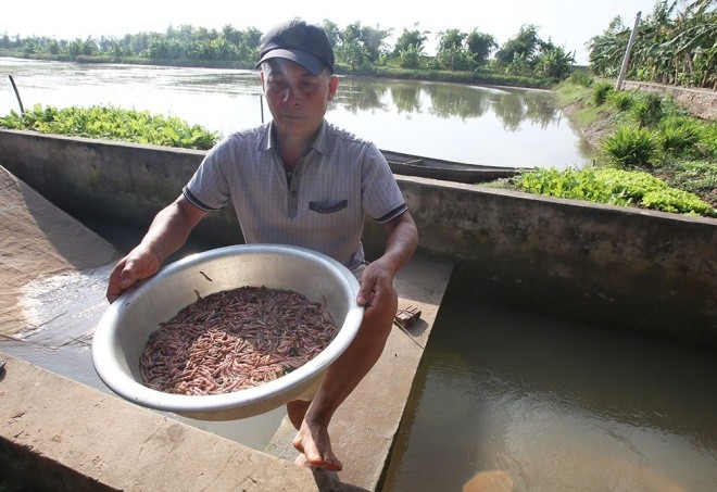 Người dân ở vùng có rươi xây dựng hệ thống dẫn nước và cửa xả rất chuyên nghiệp để thu hoạch tối đa sản lượng. Tiết trời chuyển từ thu sang đông, hơi lạnh là thời điểm thuận lợi cho rươi sinh sản. Lúc này, các gia đình dẫn nước vào, rươi từ bùn cát ngoi lên mặt, nước sau đó được xả đi để thu hoạch.