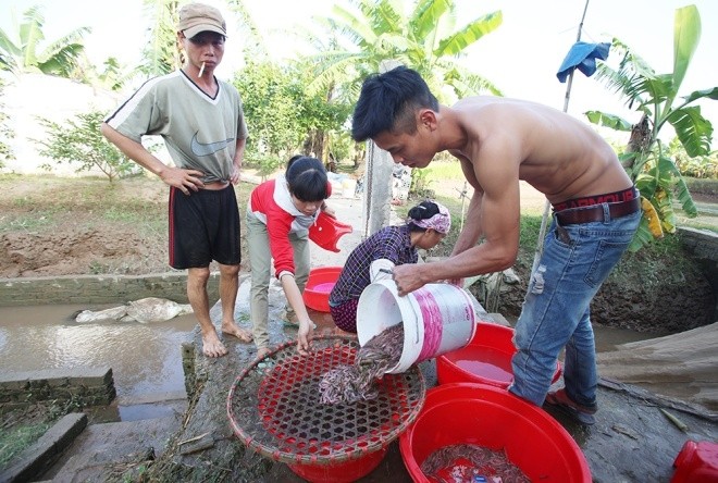 Với kinh nghiệm thu hoạch rươi lâu năm, anh Sự (xã Tứ Xuyên) cho biết: "Gia đình có 3,2 mẫu hàng năm thu hoạch nhiều nhất từ tháng 10. Nhưng năm nay sản lượng rất thấp, ước chừng mất mùa khoảng 30%. Con rươi ít nên rươi to hơn. Bốn người thu hoạch từ 2h sáng đến 16h chiều được gần 200kg, thu nhập hơn 100 triệu/ngày. Một mùa rươi có thể thu cả tấn". 