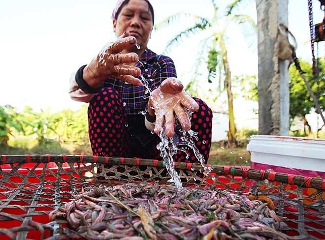 Sau khi thu hoạch, tất cả được đổ lên chiếc sàng, tưới nước lọc bỏ rong rêu...