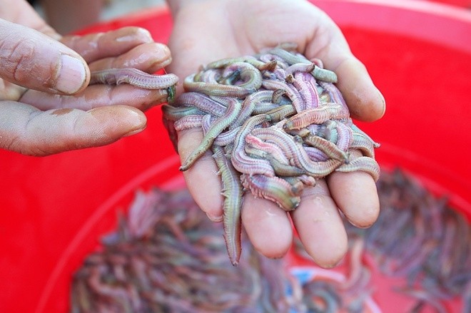 Rươi ở vùng Tứ Kỳ (Hải Dương) được đánh giá có chất lượng dinh dưỡng cao, thân mập mạp, nhiều sữa và được lái buôn săn đón nhất.