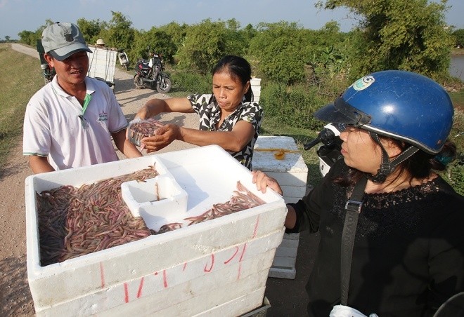 Năm nay, rươi có hiện tượng mất mùa nên giá cao. Giá bán buôn tại đầm từ 420.000 đến 550.000 một kg. Rươi ngay sau khi bắt lên bờ đã có rất đông lái buôn từ khắp nơi xếp hàng chờ tới lượt thu gom chở đi các tỉnh thành để tiêu thụ.