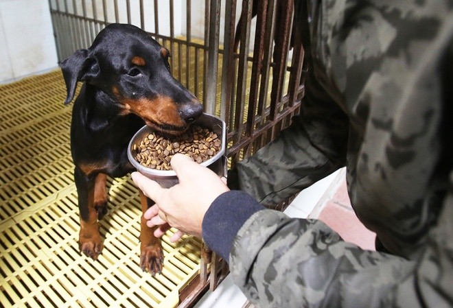 trai-cho-doberman-tien-ty-cua-chang-trai-8x-10-110833