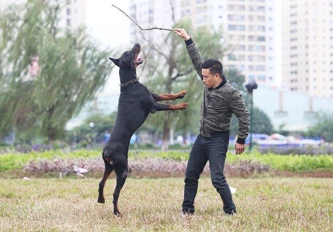 trai-cho-doberman-tien-ty-cua-chang-trai-8x-10-110844