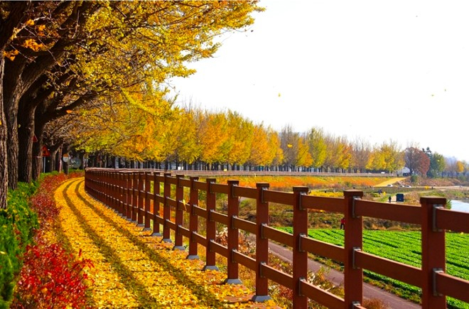 ngan_ngo_voi_sac_do_vang_cua_mua_thu_han_quoc__nhat_ban1-copy