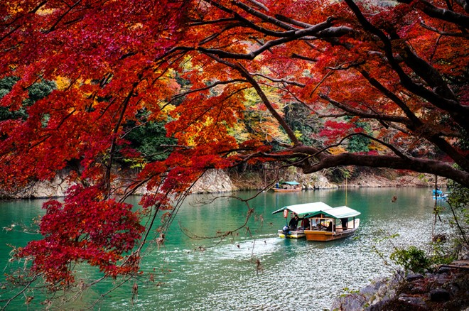 ngan_ngo_voi_sac_do_vang_cua_mua_thu_han_quoc__nhat_ban5-copy