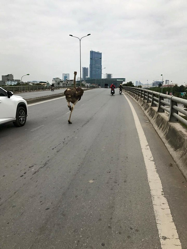 Chú đà điểu đi lạc trên cầu.