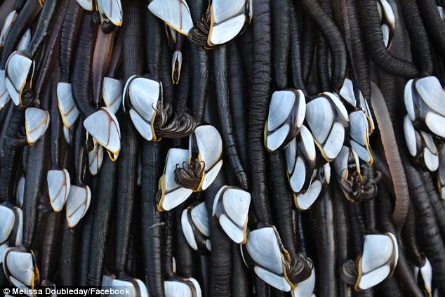 photo-1-1481511851173