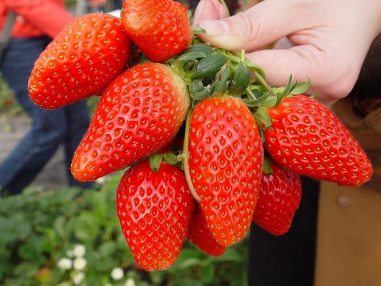 hoa-qua-dat-nhat-the-gioi-nha-giau-viet-khong-tiec-tien-an-sang-30-073035