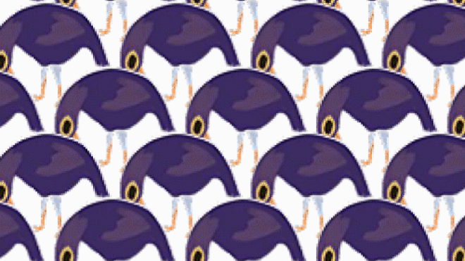 Tất tần tật về chú chim tím 'tăng động' đang gây bão mạng xã hội những ngày qua Ảnh 2