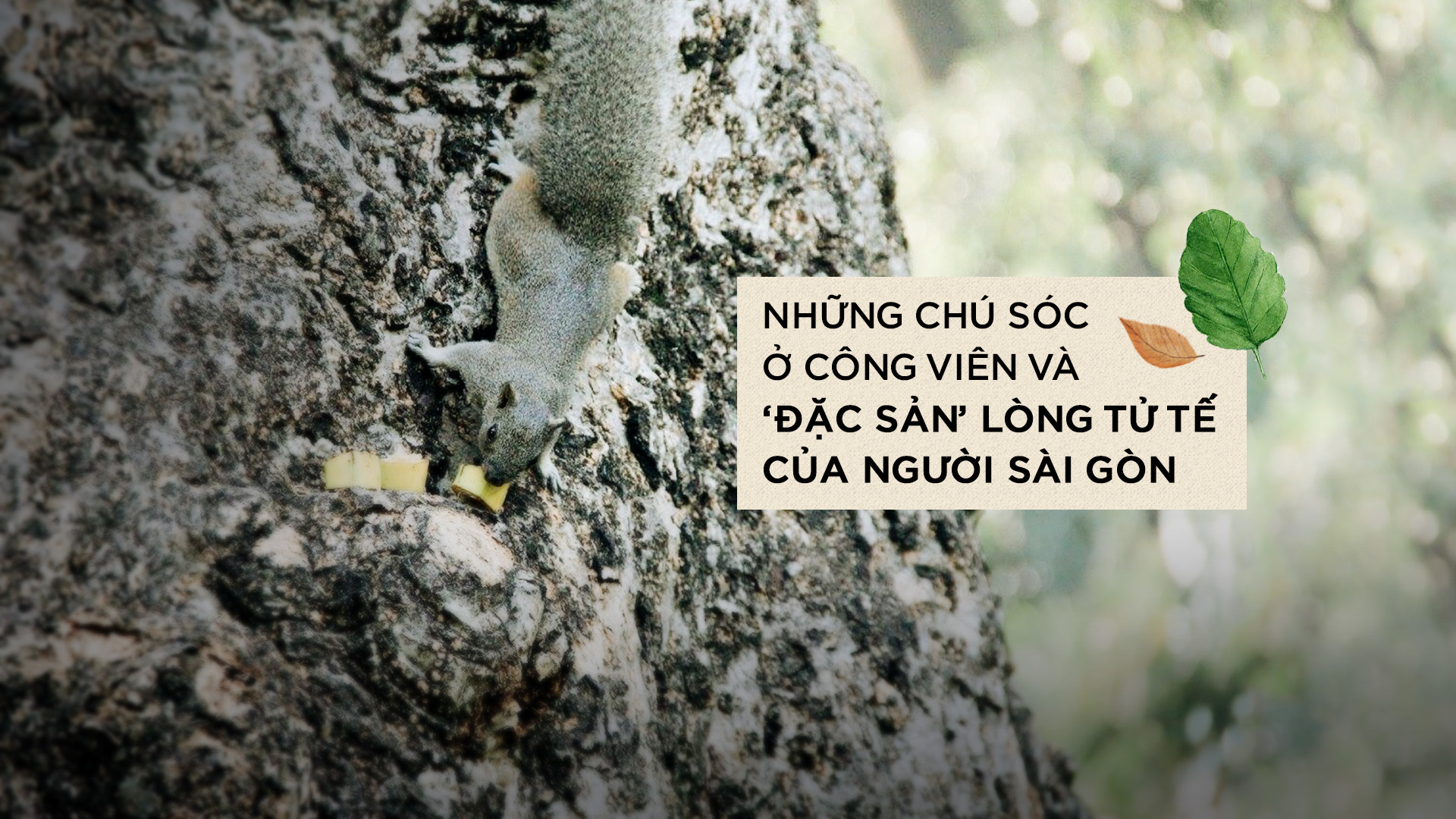 Những chú sóc ở công viên và 'đặc sản' lòng tử tế của người Sài Gòn Ảnh 1