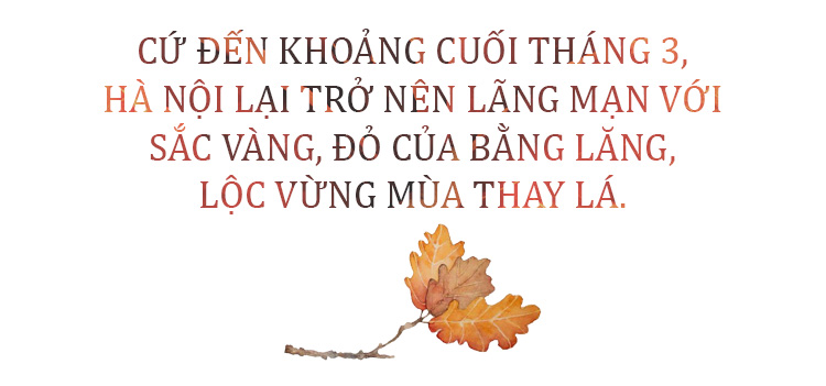 Nhuộm vàng góc trời Hà Nội mùa cây thay lá Ảnh 2