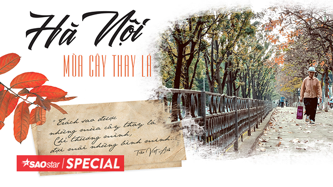 Nhuộm vàng góc trời Hà Nội mùa cây thay lá Ảnh 2