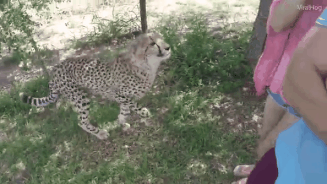 Khoảnh khắc kinh hoàng khi nữ sinh Trung Quốc bị báo đốm nhảy lên vồ giữa công viên Ảnh 2