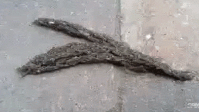 Clip 'sinh vật lạ' siêu kinh dị 'xâm chiếm' trái đất khiến cộng đồng mạng hoang mang Ảnh 2