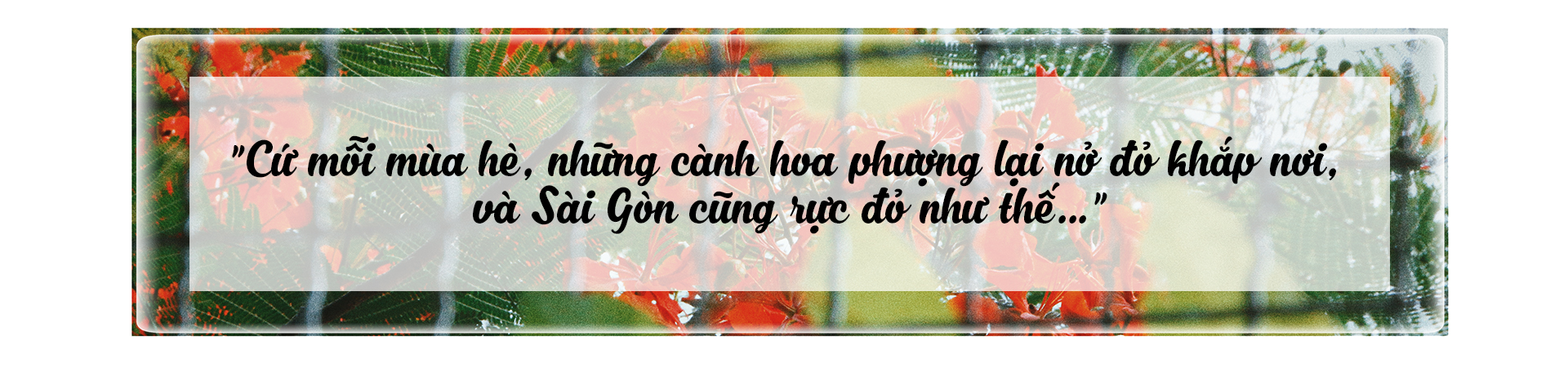 Những mùa phượng rực rỡ ở Sài Gòn Ảnh 2